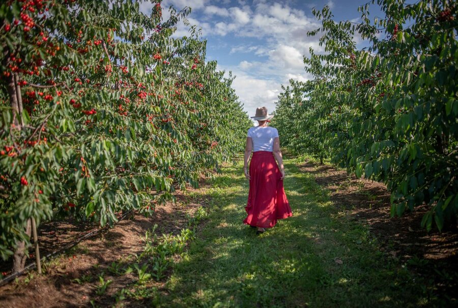 Frau mit Strohhut läuft durch eine Kirschplantage