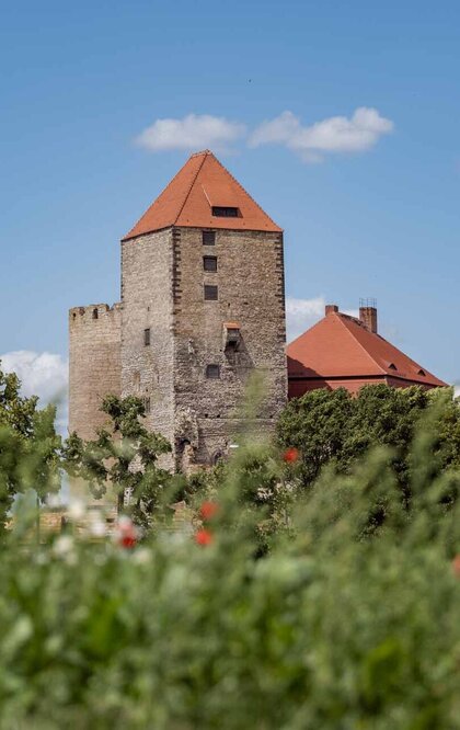 Mohnblumenwiese mit Turm der Burg Querfurt