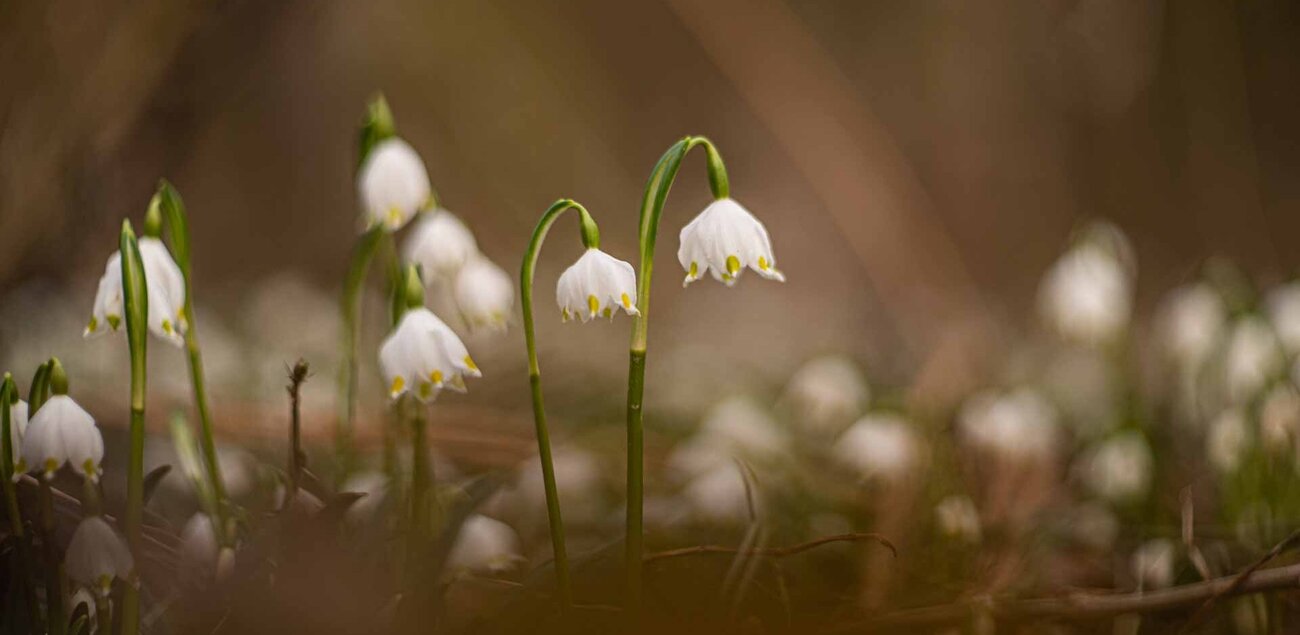 Märzenbecher im Märzenbecherwald in Landgrafroda bei Querfurt