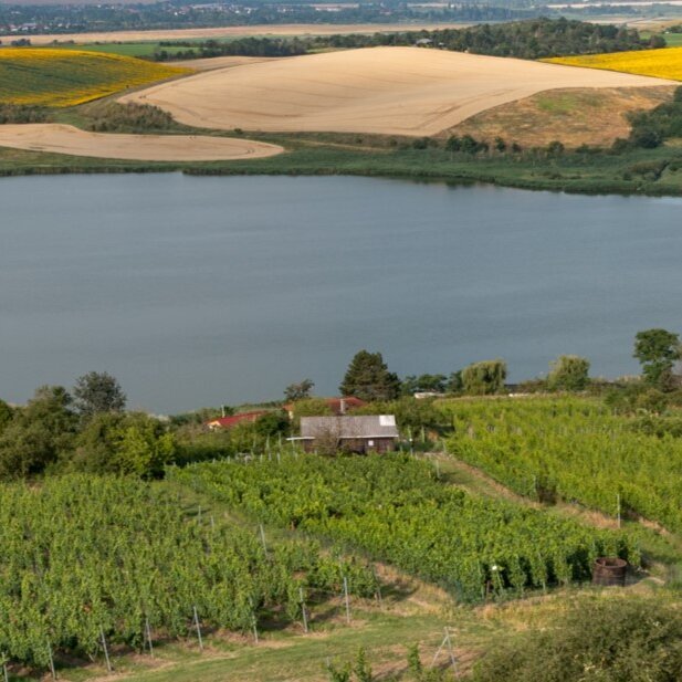 Höhnstedter Weinberge