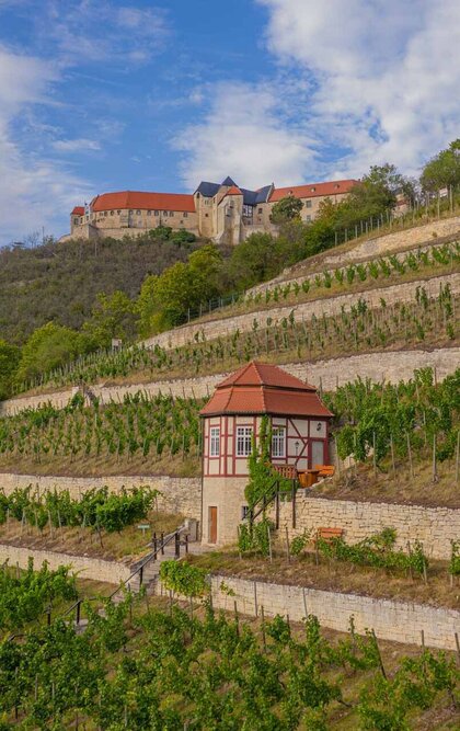 Herzoglicher Weinberg mit Weinbergshäuschen unterhalb von Schloss Neuenburg in Freyburg