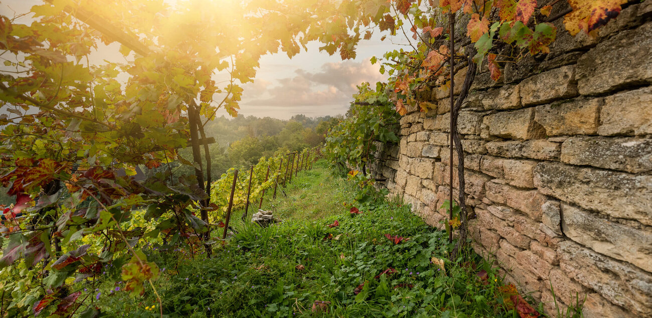 Weinberge in herbstlicher Atmosphäre. 