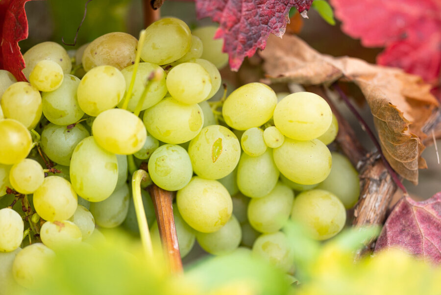 Buntes Weinlaub mit Weintrauben