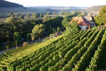 Der Steinmeister - Weingut - Ferienhäuser