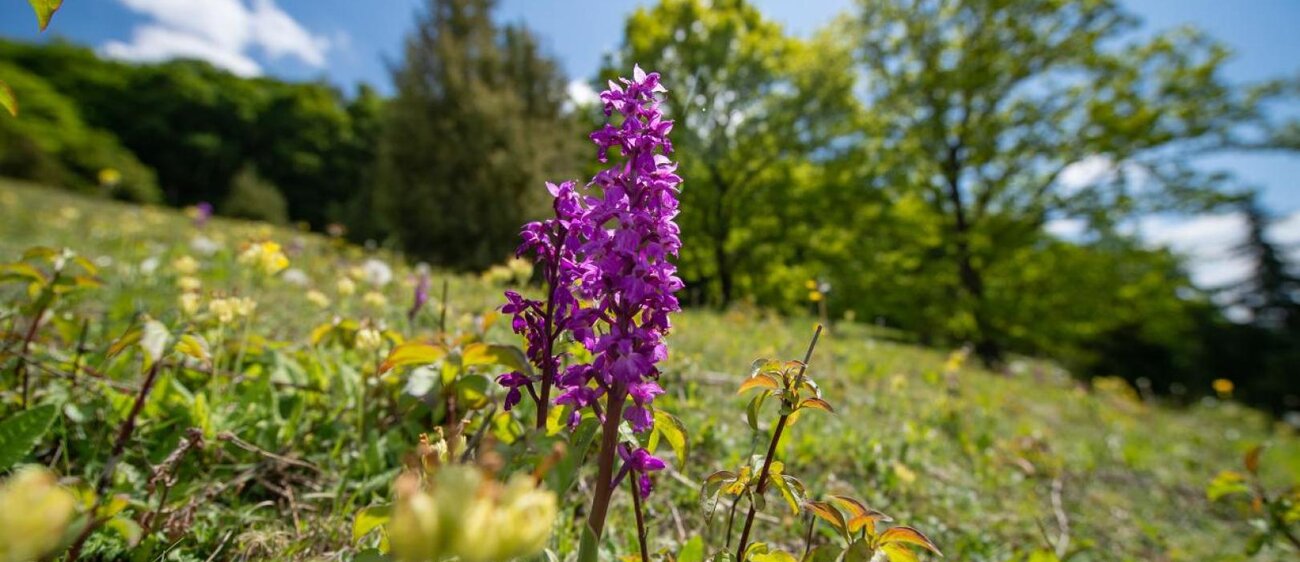 Das Knabenkraut ist eine Orchideenart und blüht von April bis Mai. Es ist stark gefährdet und darf nicht gepflückt oder ausgestochen werden.