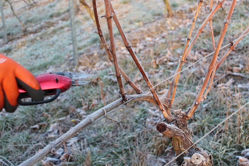 Weinlehrgang: Rebschnitt