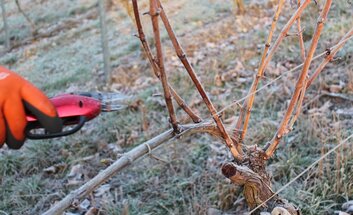 Weinlehrgang: Rebschnitt