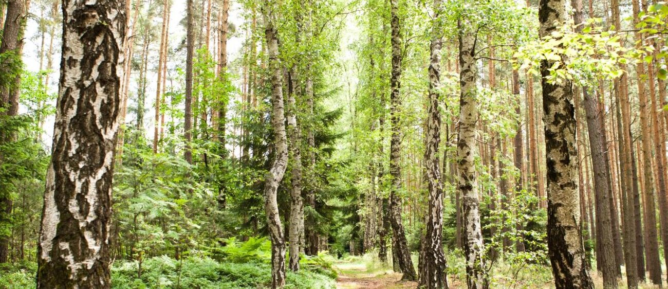 Weg von Birken gesäumt in der Jagdanlage Rieseneck bei Hummelshain