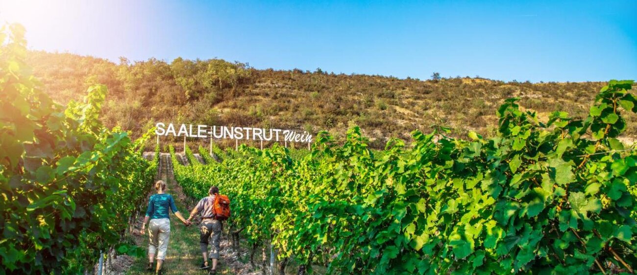 Paar wandert entlang der Weinstöcke durch die Saalhäuser Weinberge des Landesweingutes Kloster Pforta